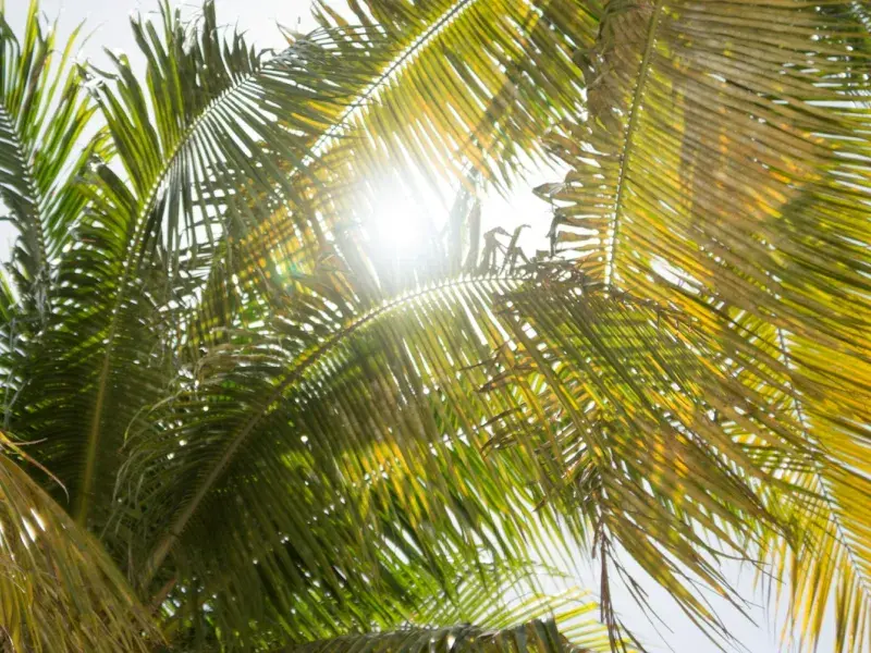 Solo Female Travel to Florida